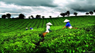 Thái Nguyên: Trên 1.200 ha chè bị nhiễm sâu bệnh 