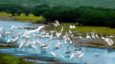  Phát triển du lịch sinh thái gắn với bảo tồn đa dạng sinh học ở Cù Lao Dung 