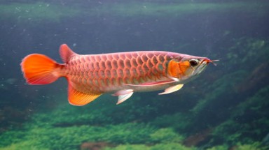  Thú chơi cá rồng nghìn đô