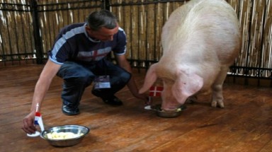  Heo Funtik và chồn Fred là... nhà tiên tri của Euro 2012
