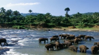  Nghi lễ đặt tên cho voi con tại Sri Lanka