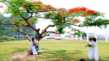  Rực đỏ hoa phượng ở Hạ Long