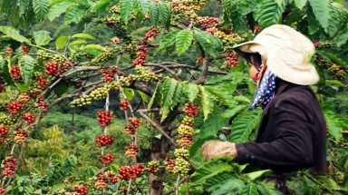 Cần củng cố thương hiệu cà phê Đà Lạt