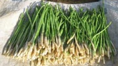  Hướng đi mới cho cây măng tây