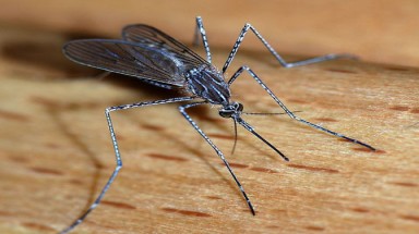  Các loài bọ nguy hiểm nhất thế giới