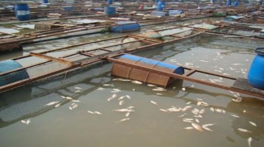  Đồng Nai: Nhiều sông, suối bị ô nhiễm nặng 