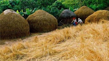  Biến rơm rạ thành phân hữu cơ