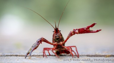  Tôm hùm nước ngọt (Procambarus clarkii): Loài ngoại lai có tác động lớn đến đa dạng sinh học
