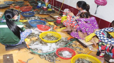  Bạc Liêu: Bắt quả tang 2 cơ sở bơm tạp chất vào tôm nguyên liệu 