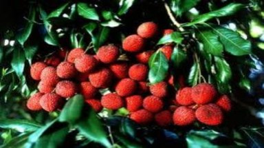  Lào Cai: tạo điều kiện cho tiểu thương xuất vải sang Trung Quốc