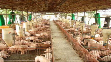  Người chăn nuôi “hấp hối”