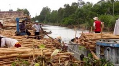Tìm "đầu ra" cho cây tràm U Minh hạ