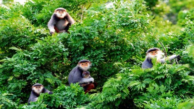  Bộ Văn hóa hai lần liên tiếp làm dân “choáng”