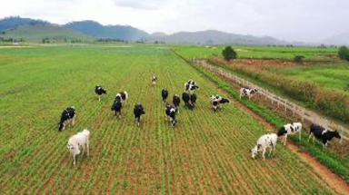  Siêu dự án trang trại của Vinamilk tại Lào sẽ “cho sữa” vào đầu năm 2022