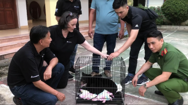  Cứu hộ gấu hai ngày liên tiếp tại Điện Biên và Lai Châu