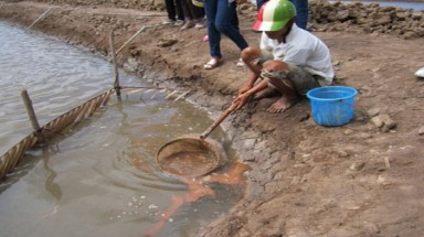  Sóc Trăng: Nuôi artemia trên ruộng muối