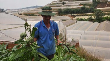   Atisô Đà Lạt trước nguy cơ xóa sổ