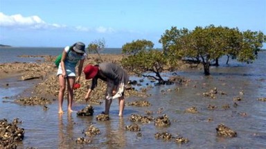   Bắt hàu ở đảo Bribie