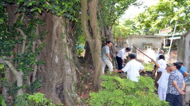  Chuyên gia Hội BVTN&MT Việt Nam tư vấn chăm sóc kéo dài tuổi thọ cho cây Đa cổ thụ 