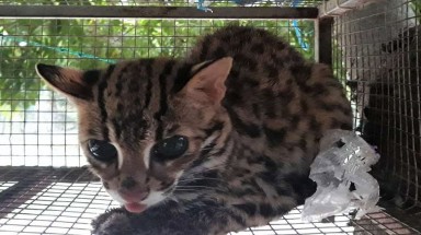  46 cá thể động vật hoang dã được cứu hộ trong tháng 6/2019