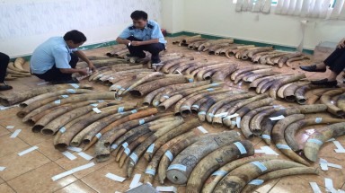 48 năm tù cho 4 đối tượng tội phạm về động vật hoang dã