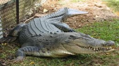  Cảnh giác với nạn trộm cắp cá sấu