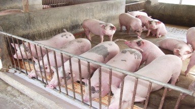  Quảng Ninh: Công bố hết dịch lợn tai xanh