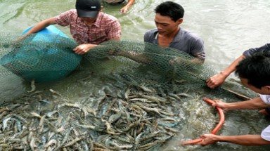 Bạc Liêu chủ trương hỗ trợ gần 40 tỷ đồng cho người nuôi tôm bị thiệt hại