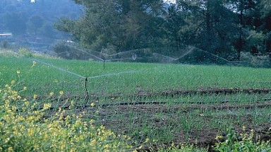   Huyện đảo Lý Sơn - Quảng Ngãi ứng dụng công nghệ tưới phun mưa trong nông nghiệp 