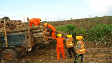  Rừng đạt chứng nhận quốc tế FSC tại ba tỉnh miền Trung sẽ tăng thêm trong 2 năm tới