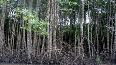  Thừa Thiên-Huế: Mở rộng khu bảo tồn rừng ngập mặn