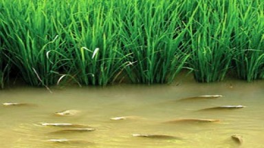  Tiền Giang sẽ phát triển mô hình cá + lúa trên đất ngập lũ