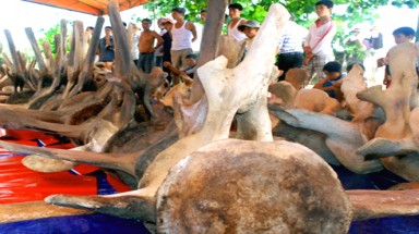  Bảo tồn xương "Cá Ông” ở Quảng Ngãi