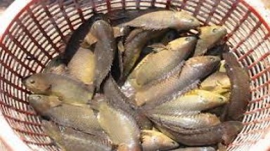   Phát hiện cá rô nhiễm kháng sinh cấm sử dụng