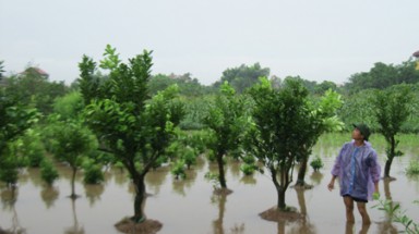   Bắc Bộ và Bắc Trung Bộ có trên 69.000 ha cây trồng bị ngập, úng 