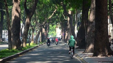  Di dời, đốn hạ 258 cây xanh trên đường Tôn Đức Thắng để xây cầu
