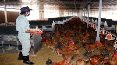   Vẫn cảnh “treo” chuồng và “bán tháo” 