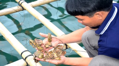 Đắng lòng nhìn hàu chết hàng loạt