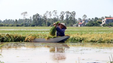  Hưng Yên chủ động ứng phó mưa lũ bảo vệ sản xuất nông nghiệp 