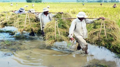   Long An: Khẩn trương cứu lúa hè thu bị ngập úng do mưa lũ, triều cường 