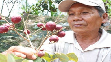  Trồng thành công giống nhãn tím ở Việt Nam
