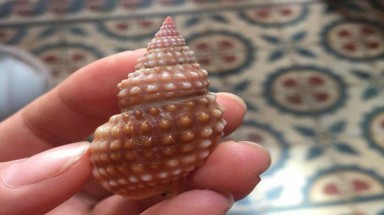 Tử vong chỉ sau vài giờ ăn ốc biển lạ