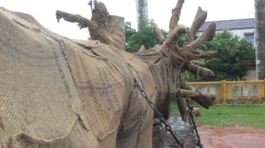  Tạm giữ xe đầu kéo chở cây "quái thú" vượt quá chiều cao quy định