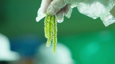  Rong nho Khánh Hòa đạt tiêu chuẩn xuất khẩu sang Nhật Bản