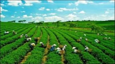  Môi trường Việt Nam: Những chuyển biến đáng ghi nhận 