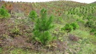   Nghệ An giúp dân phát triển, khai thác hiệu quả cây thông 