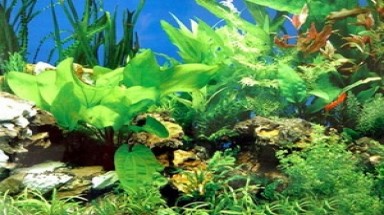  Xây nhà máy nhiên liệu sinh học từ rong biển