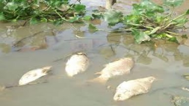   Sông Vàm Cỏ Đông ngày càng bị ô nhiễm nặng