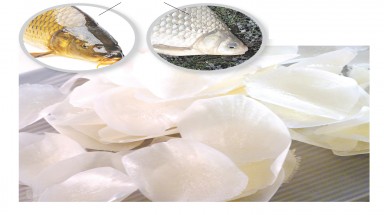  Tranh nhau mua vảy cá với giá rất cao