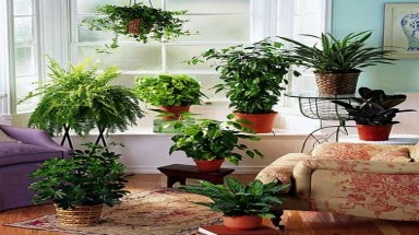  Nguồn ‘ôxy lành mạnh’ cho tổ ấm của bạn